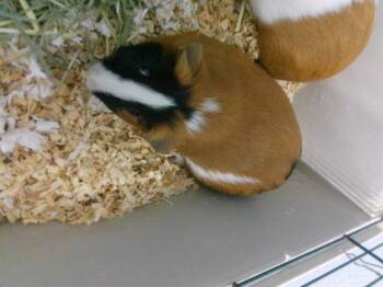 Rescue Guinea Pig Guinea Pigs for Adoption in Kalamazoo, Michigan - GADGET | PetCurious